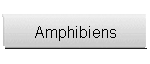 Amphibiens